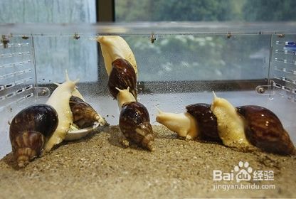 宠物蜗牛怎么饲养?