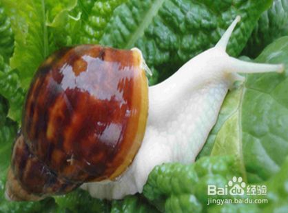 宠物蜗牛怎么饲养?