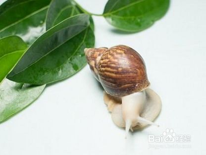 宠物蜗牛怎么饲养?