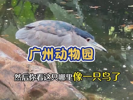 只花20块就可以看熊猫,值了,还不用跑成都#动物园游玩vlog #旅行推荐官