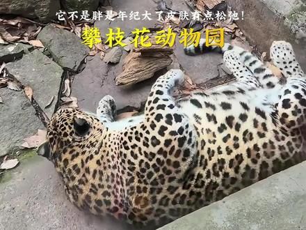 攀枝花动物园的嘴有多硬,这不是胖,是皮肤松弛! #攀枝花动物园 #豹警官 #动物园里有什么 ##豹子 #奇妙的动物世界