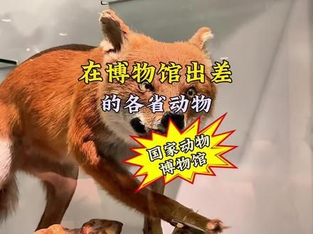 在国家动物博物馆看各省的濒危动物 #国家动物博物馆 #抖in博物馆 #濒危物种