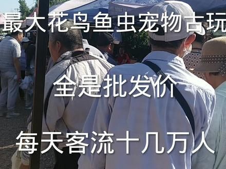 北京最大的花鸟鱼虫古玩宠物市场,全是批发价,每天几十万客流 #花鸟市场 #集市 #狗市 #花卉市场