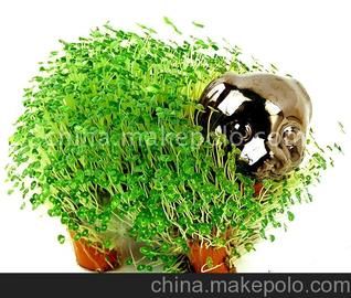 DIY植物宠物玩具礼品E家宠物