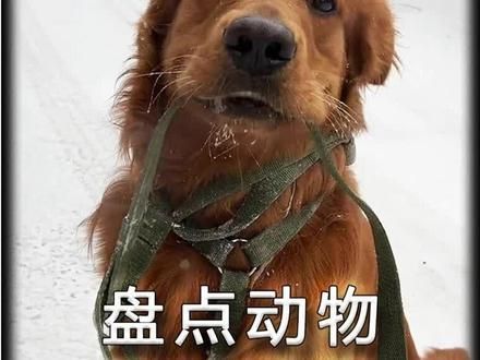 盘点动物的无语瞬间#萌宠 #猫咪 #专治不开心 #铲屎官的快乐 #萌宠出道计划