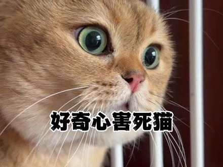 难怪都说好奇心害死猫，就猫这好奇心，九条命都不够它作的。#猫咪 #猫咪的迷惑行为 #好奇心害死猫 #搞笑 #专治不开心