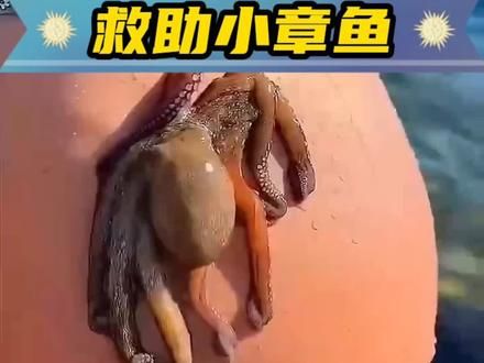 女孩在海滩上救了一只小章鱼，想到后多年后还能记得女孩 #动物世界神奇动物在抖音 #小动物们能有多治愈 #万物皆有灵性 #萌宠 #自然奇境科普季