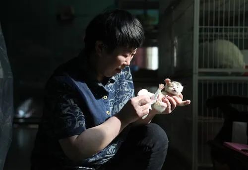 在辽宁省鞍山市经济开发区宠物猫繁育基地的一间猫舍,工作人员为一只刚出生不久的宠物猫幼崽清理身体。新华社记者 姚剑锋 摄