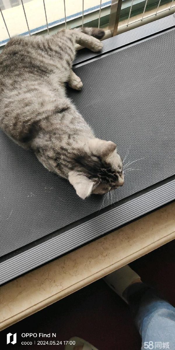 领养猫咪