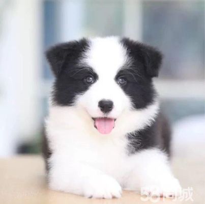 领养大型犬舍出售边境牧羊犬出售宠物幼犬 纯种健康可视频挑选