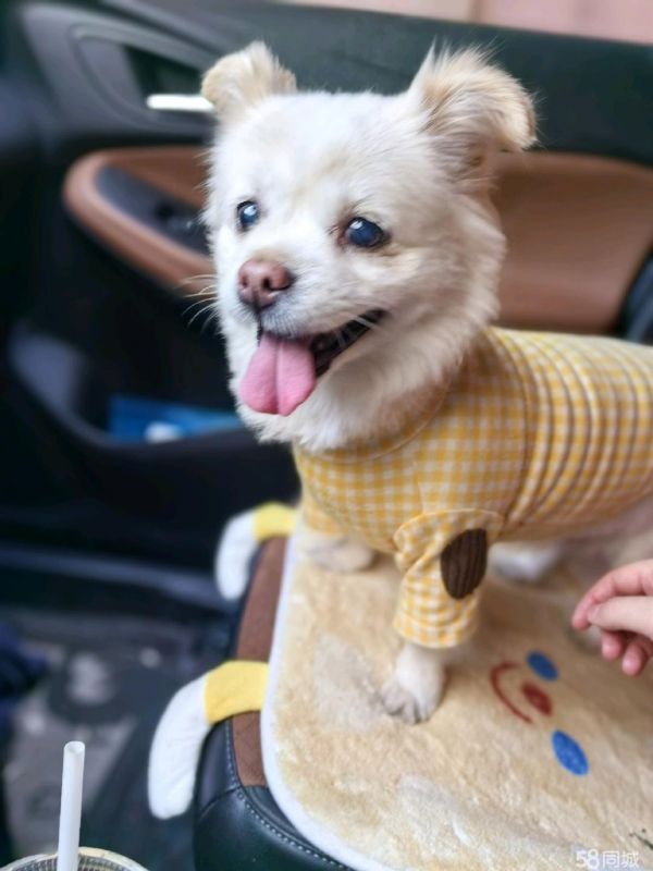 狗狗领养赠送