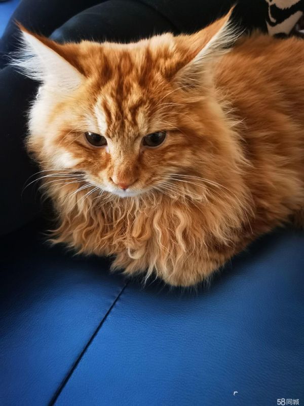 给猫咪找领养