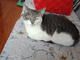 我想领养一只小猫咪