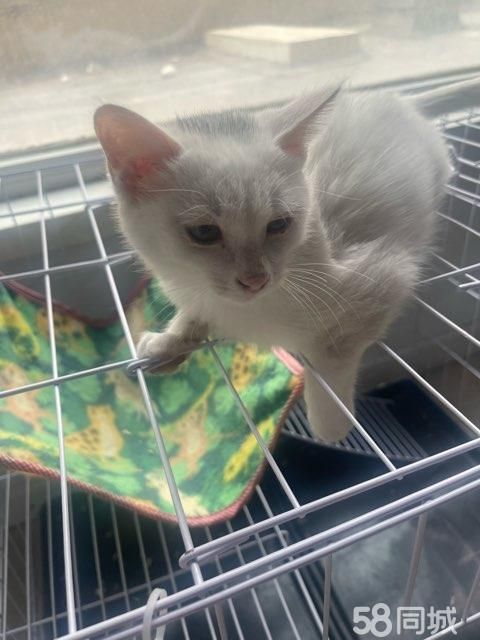 自家养的猫赠养