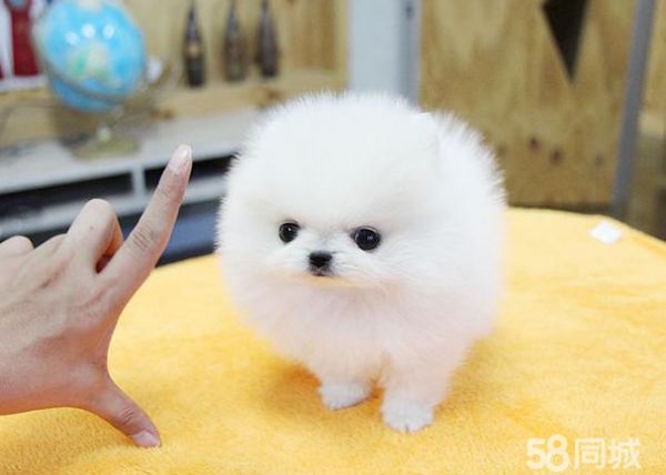 西宁出售纯种泰迪犬幼犬小体比熊博美长不大茶杯犬领养活体宠物狗