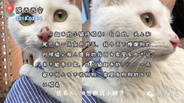 宠物领养信息