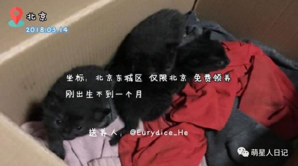宠物领养信息