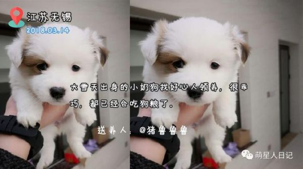 宠物领养信息