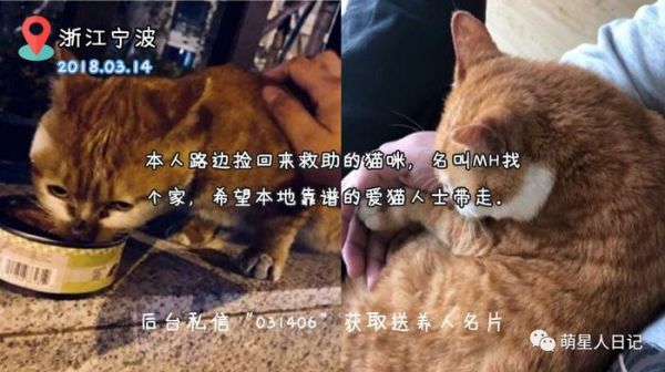 宠物领养信息