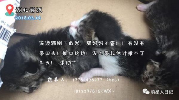 宠物领养信息