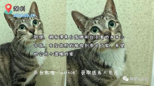 宠物领养信息