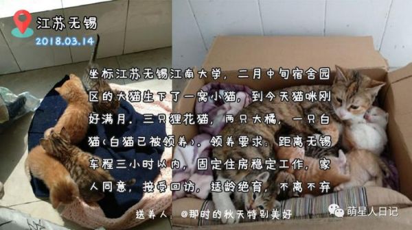 宠物领养信息