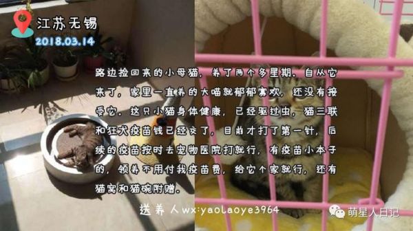 宠物领养信息
