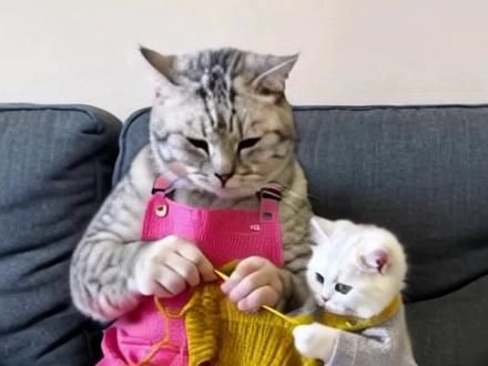 看我家猫的手艺怎么样！立秋了提前给宝宝织好毛衣！#这猫怎么鼠里鼠气的 #记录猫咪日常 #猫#被迫营业的猫猫#织毛衣