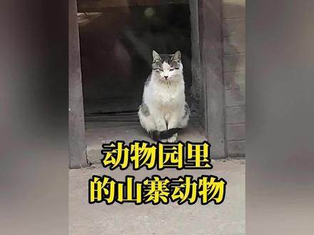 动物园里的山寨动物！#动物园 #动物的迷惑行为 #识货种草官 #看一遍笑一遍