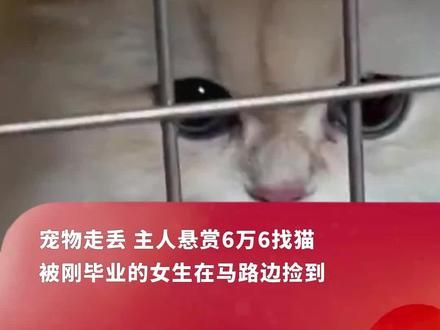 猫咪走丢 主人悬赏66666元寻找，被一名刚毕业的女生捡到 ：猫已返还，赏金已到账，很开心，刚开始不敢要钱，但对方执意要给#猫