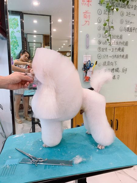 宠物美容