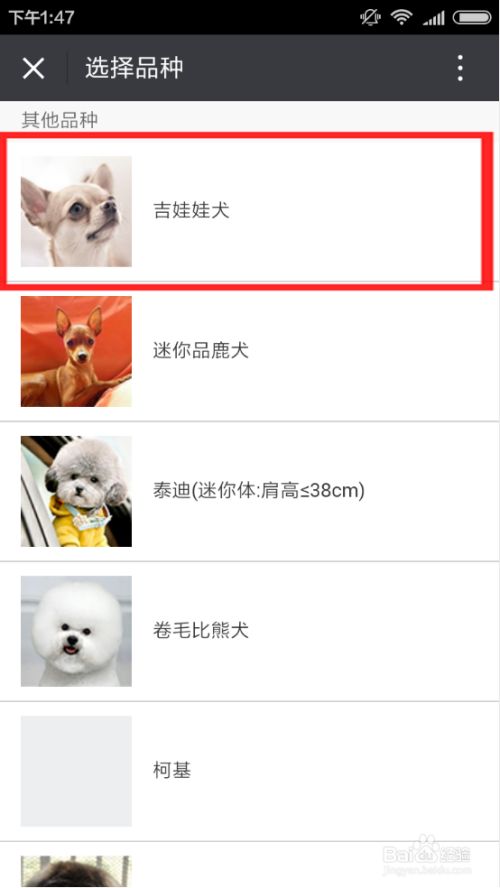 怎么在毛酷服务号上预约狗狗洗澡服务