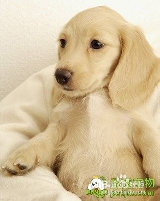 秋季护理宠物狗的要点