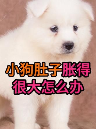 小狗肚子胀得很大怎么办 #狗 #宠物 #宠物知识 #宠物日常护理 #宠物知识