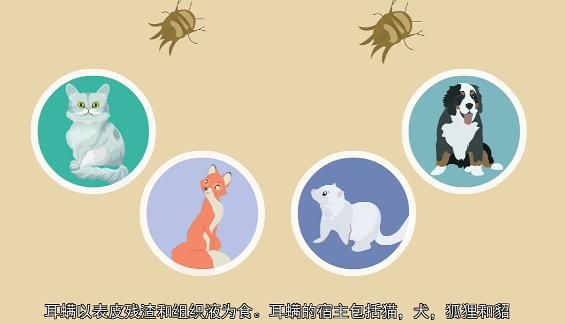 耳螨是什么？如何治疗狗狗的耳螨？