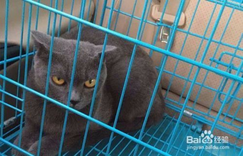 蓝猫头上有螨虫怎么办