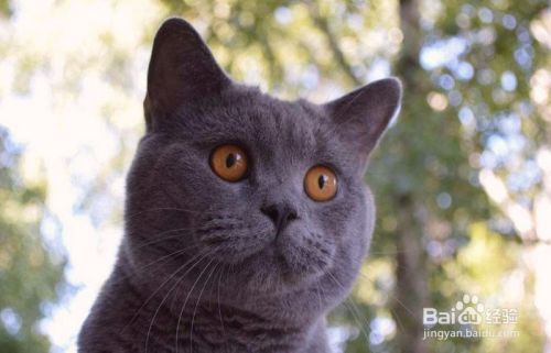蓝猫头上有螨虫怎么办