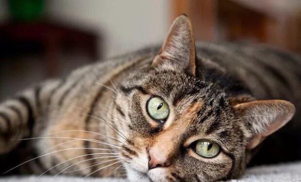 猫奴必知！老年猫10大常见疾病~