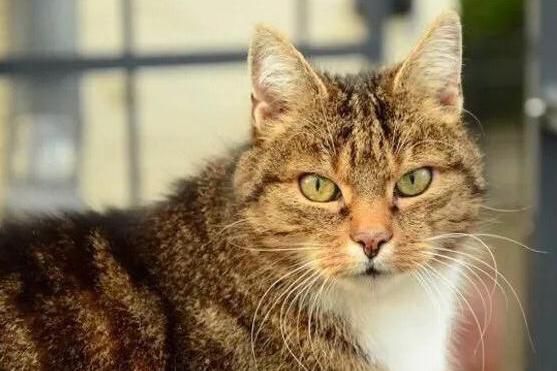 猫奴必知！老年猫10大常见疾病~