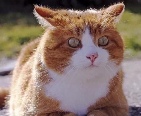 猫奴必知！老年猫10大常见疾病~