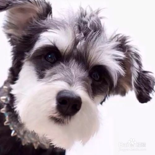 怎样给狗狗补充营养？