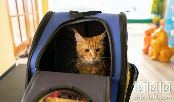 猫咪太空包怎么选择？猫咪太空包选购指南