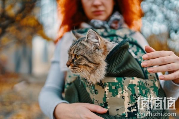 猫咪太空包怎么选择？猫咪太空包选购指南