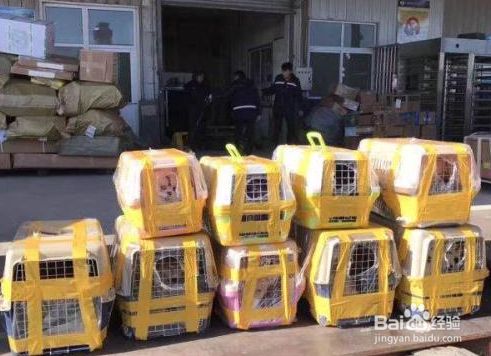 长途怎么携带宠物