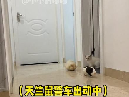 召唤小警车#荷兰猪 #天竺鼠车车 #抖in萌宠计划