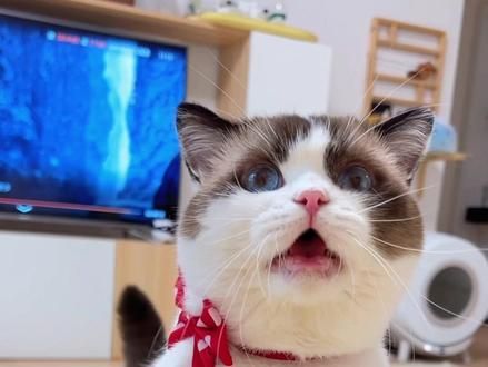 养了一只会说话的小猫诶! #萌宠 #抖in萌宠计划 #猫