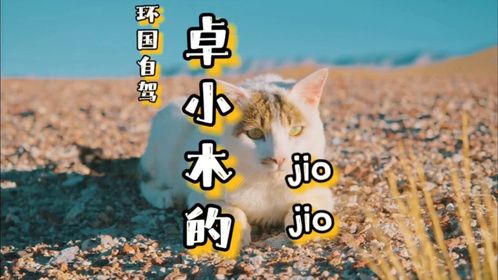 环国自驾旅行，在西藏捡到的瘸腿小猫，很多人关心它的腿怎么样了