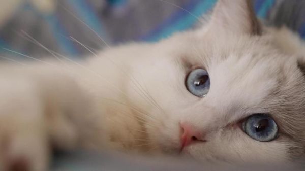 很多主人都不大愿意给宠物猫修剪指甲