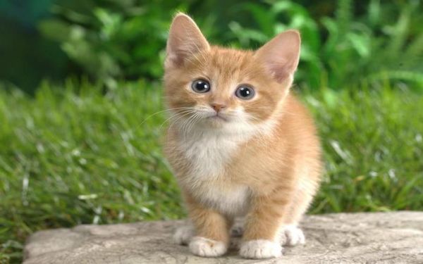 很多主人都不大愿意给宠物猫修剪指甲