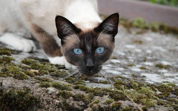 很多主人都不大愿意给宠物猫修剪指甲